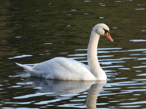 Höckerschwan observed by drmichaelbraun