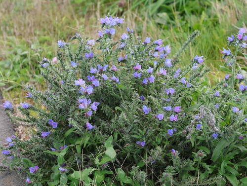 viper's-bugloss