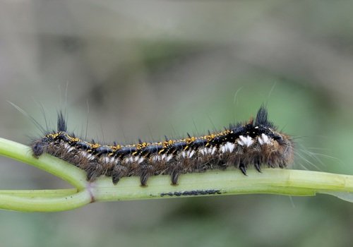 Drinker Moth
