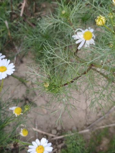 scentless mayweed