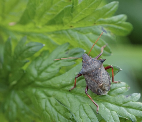 Spiny Shield Bug