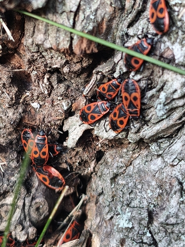 European Firebug