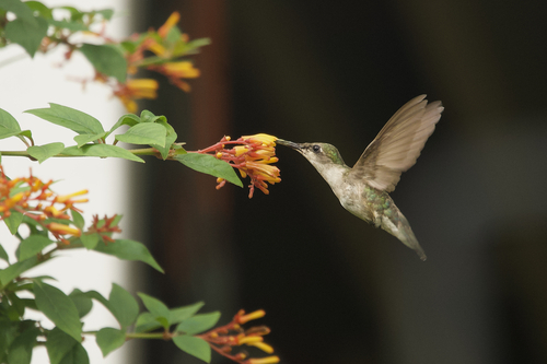 Ruby-throated Hummingbird observed by dane96