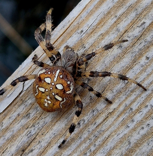Four-spot Orbweaver