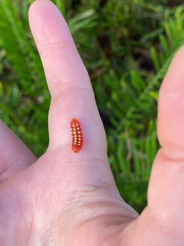 Atala
