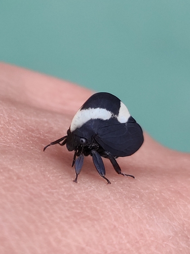 Membracis dorsata