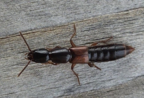 Othius punctulatus