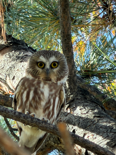 Northern Saw-whet Owl observed by kate_meyer