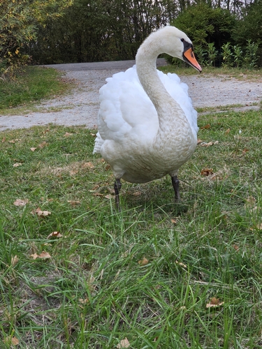Mute Swan