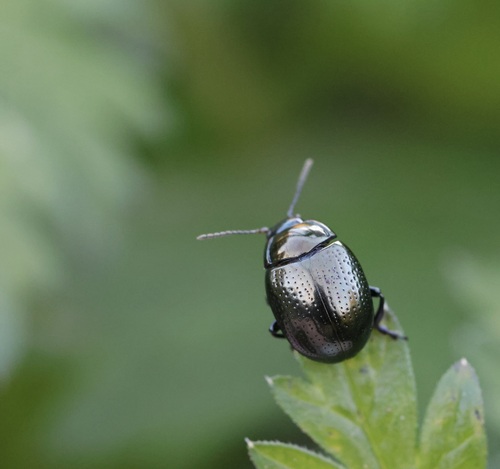 cow parsley leaf beetle