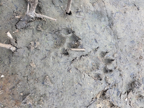 Eurasian Otter