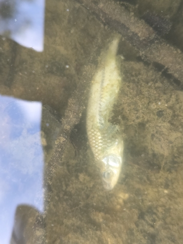 Topmouth Gudgeon