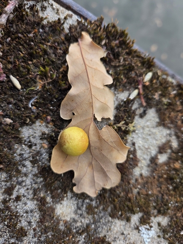 Cherry Gall Wasp