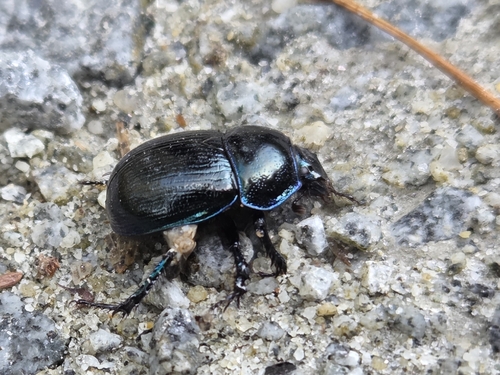 Woodland Dor Beetle