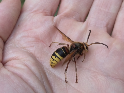 European Hornet