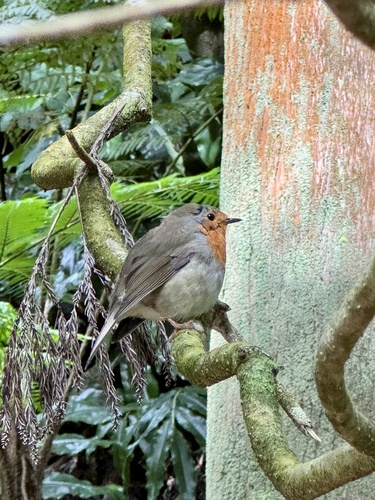 European Robin
