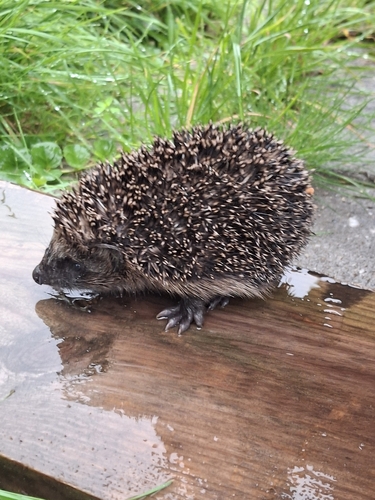 Common Hedgehog