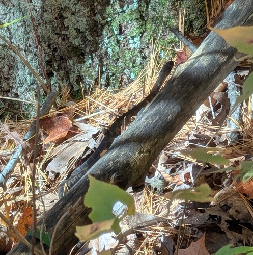 Common Watersnake observed by bumblemoo