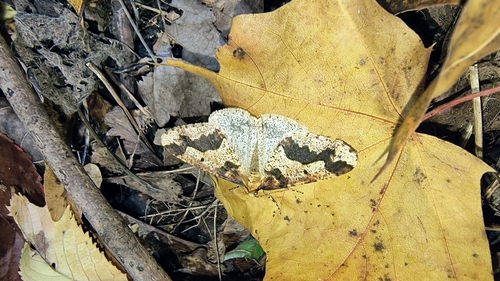 Mottled Umber