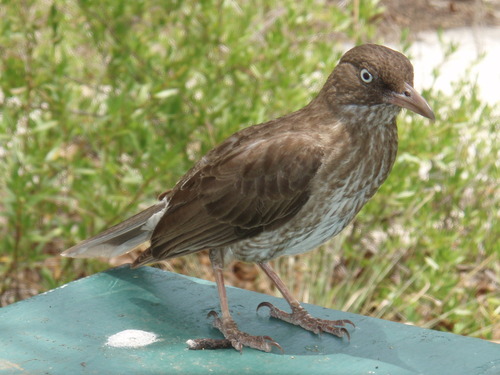 Pearly-eyed Thrasher