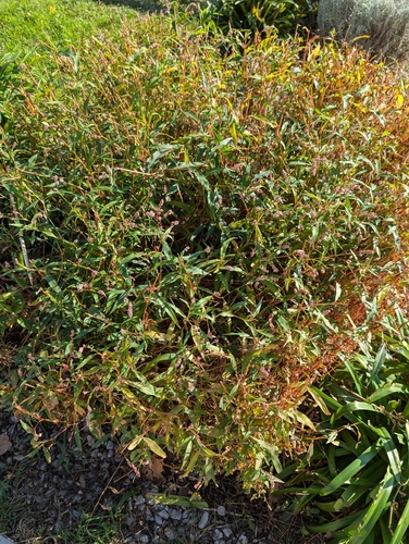 pale smartweed