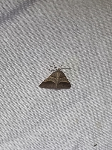 Perigune convergata