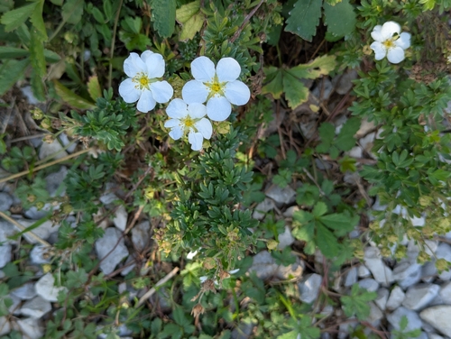 shrubby cinquefoil