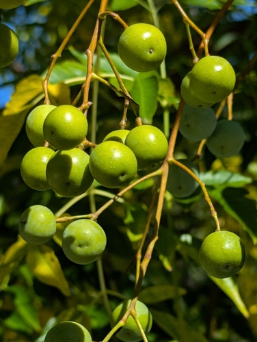 Chinaberry