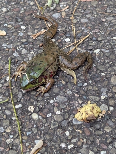 Green Frog observed by jeffersondh