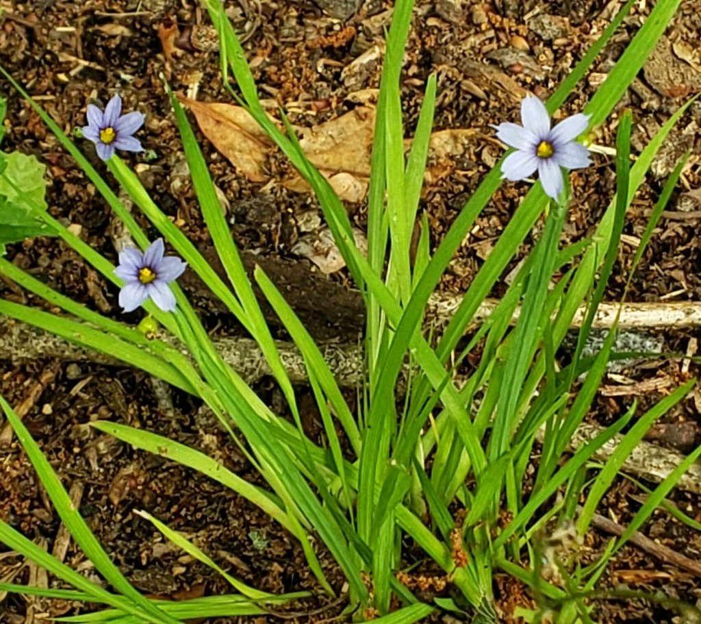 Blue Eyed Grasses From Bryan Park Richmond VA USA On May 25 2020 At   Large 