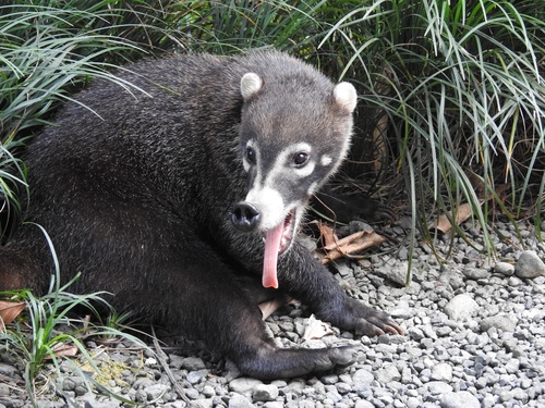 White-nosed Coati observed by wolfwalkstx