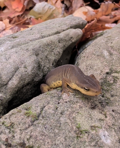 Eastern Newt observed by bumblemoo