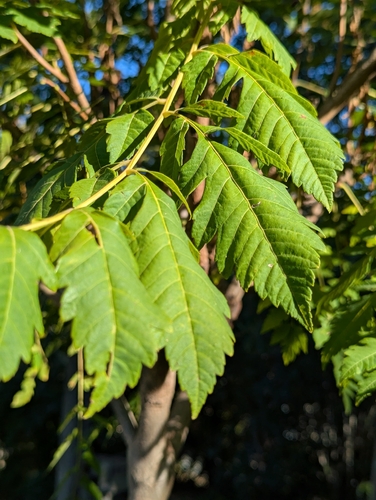golden rain tree