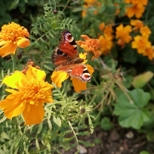 European Peacock Butterfly