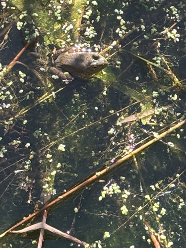 American Bullfrog observed by aubrie3