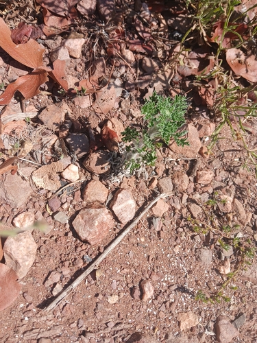 Western Tansymustard