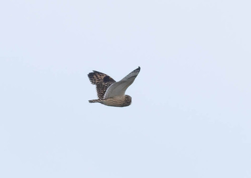 Hibou des marais observed by shayane_kat