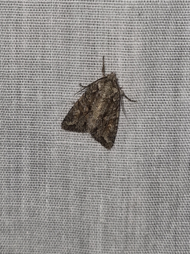 Brindled Green