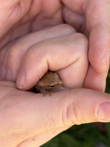Spring Peeper observed by citymouse