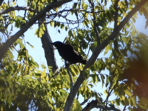 Common Grackle observed by robin04
