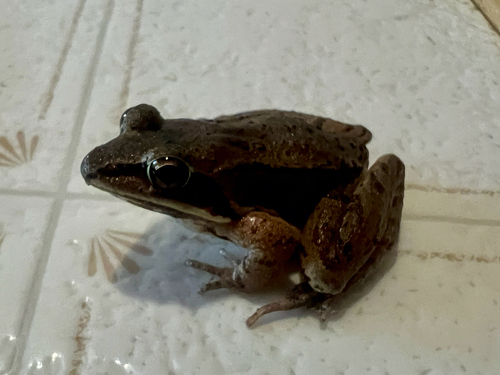 Wood Frog observed by mikeggg