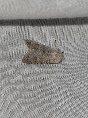 Ammoconia senex