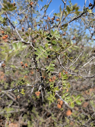 little leaf sumac
