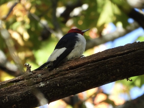 Red-headed Woodpecker observed by robin04