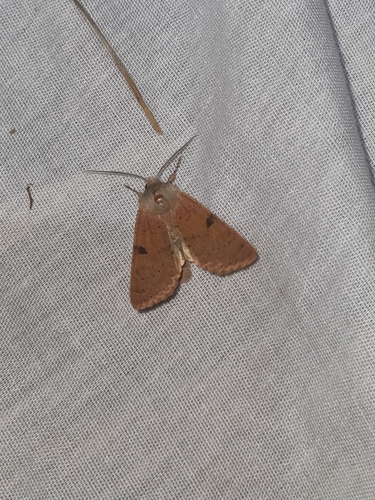 Ammopolia witzenmanni