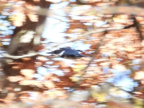 Belted Kingfisher observed by robin04