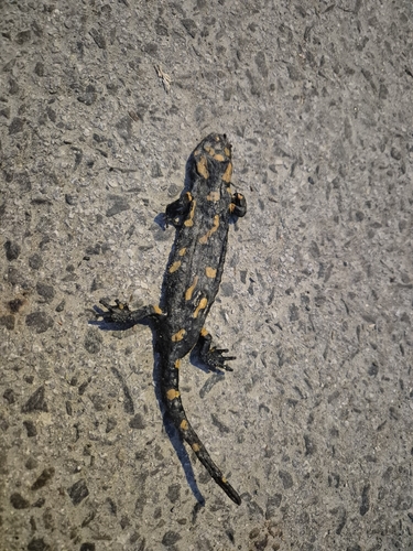 Fire Salamander