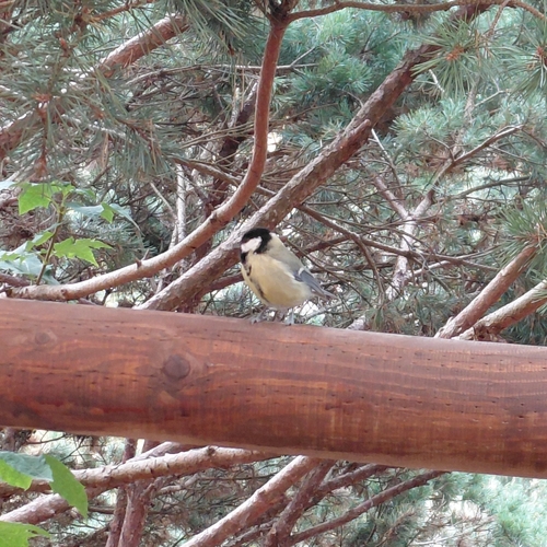 Great Tit