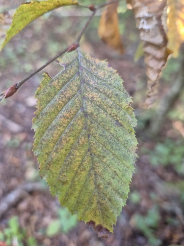 European Hornbeam