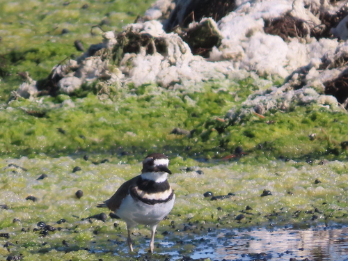 Killdeer observed by mombliss